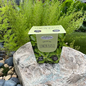 Ceramic Pot - Lemon Basil